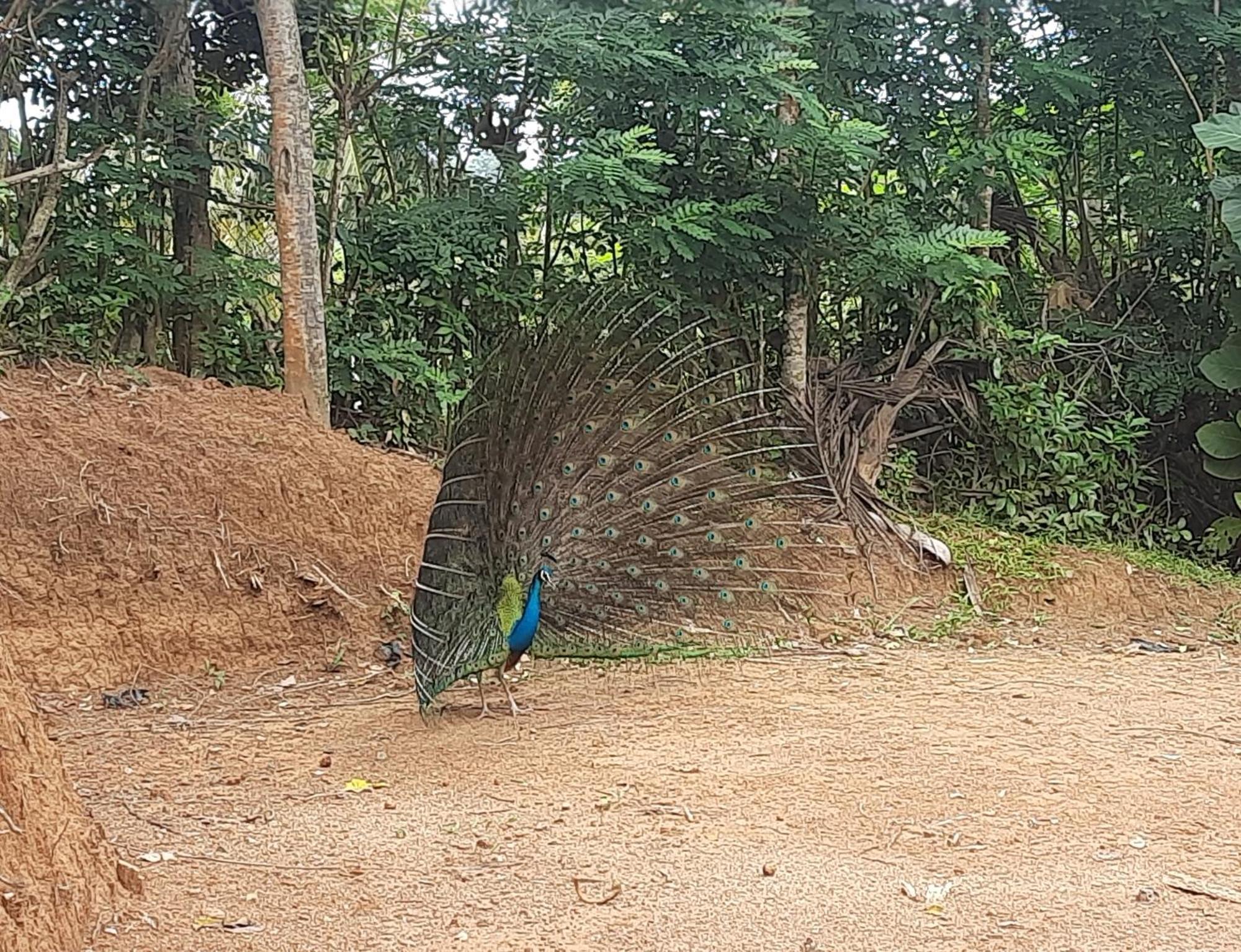 Coco Mount Residence - Hiriketiya ディックウェラ エクステリア 写真
